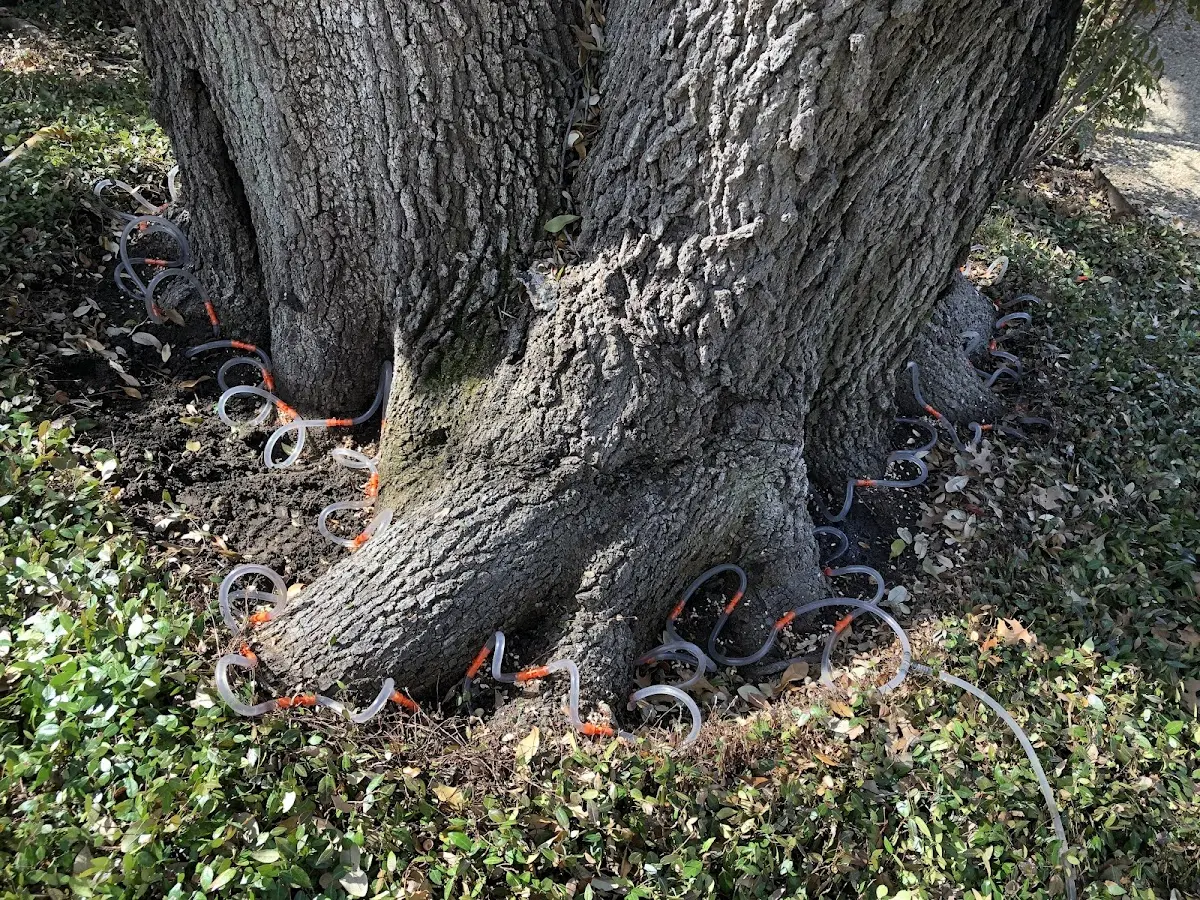 Detailed Tree Cabling and Bracing job site in Latham