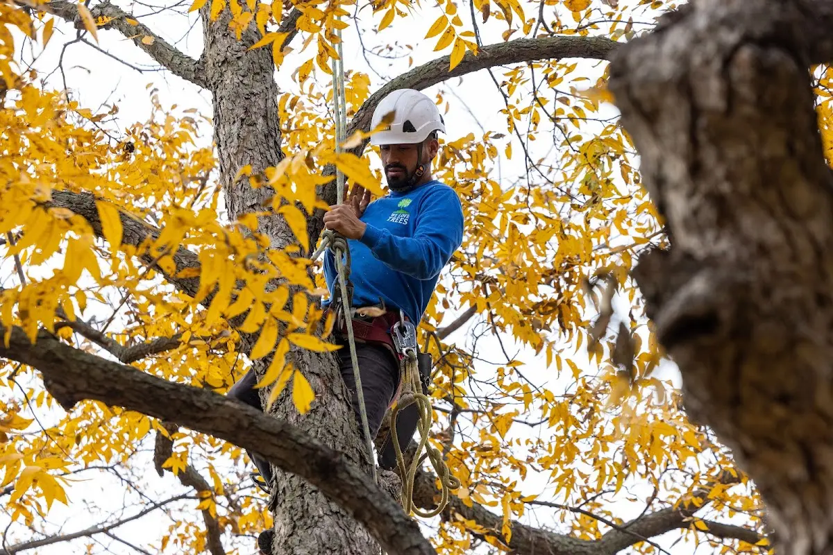 Skilled Tree Pruning crew working in Latham