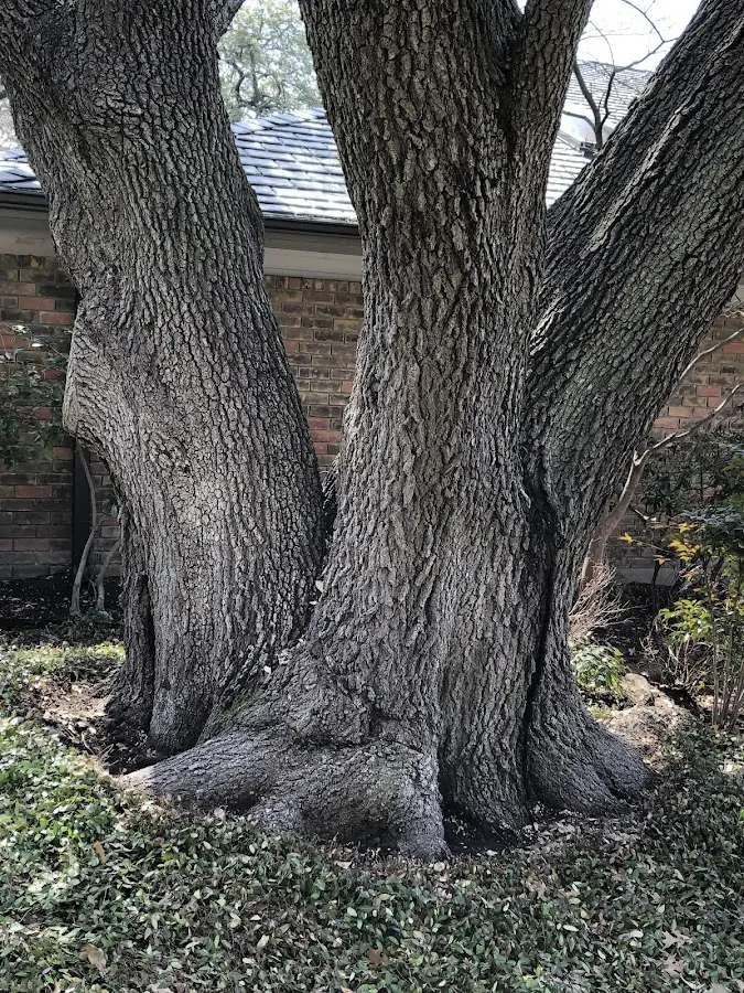 Mature heritage tree close to a Latham property cared for by certified arborists